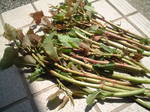 2006.3-4 048.jpg